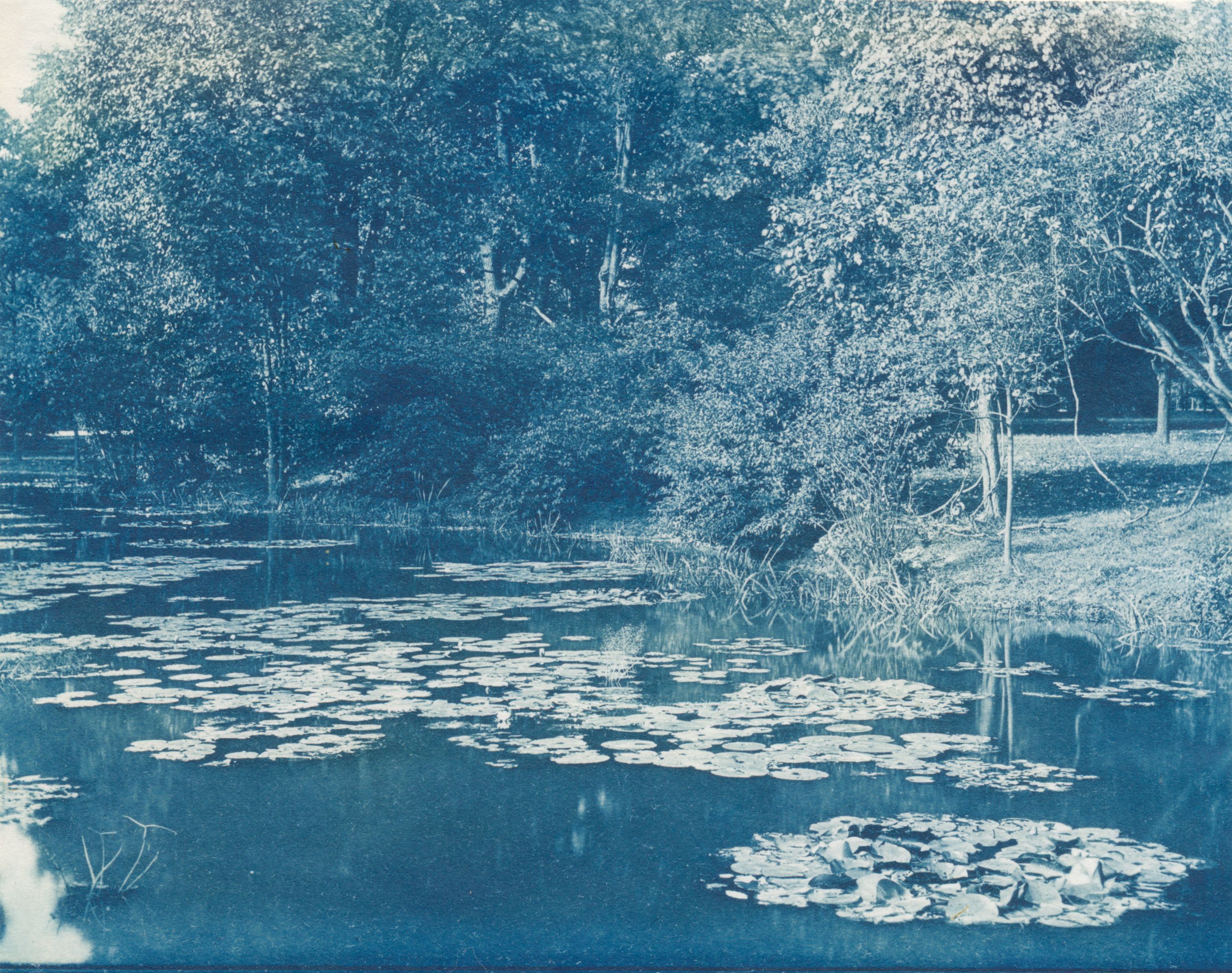 Cyanotype of a lily pond, taken and developed by Liberty Hyde Bailey
